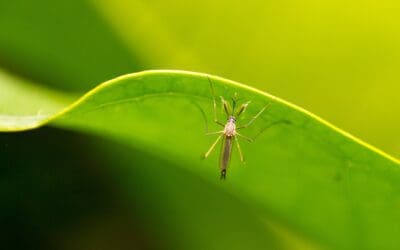 Insect Pest Control News – Joint FAO/IAEA Programme Nuclear Techniques in Food and Agriculture, 2009