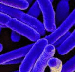 FOOD.BACTERIA