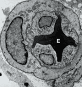 CURTOUSEY: https://en.wikipedia.org/wiki/Pericyte