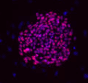 STEMCELL