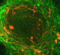 TCELL