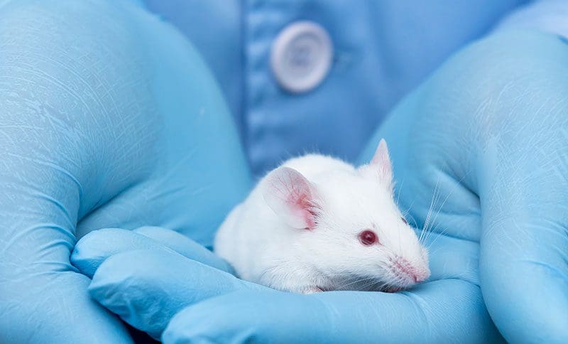 white mouse held in hands wearing blue gloves