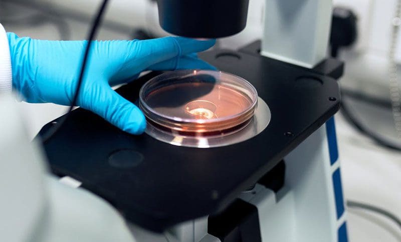 close up of laboratory technician holding a dish under a microscope