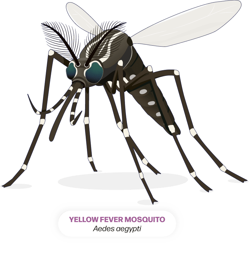 aedes-hero